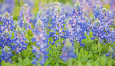 Spring weather for San Antonio, Hill County through weekend