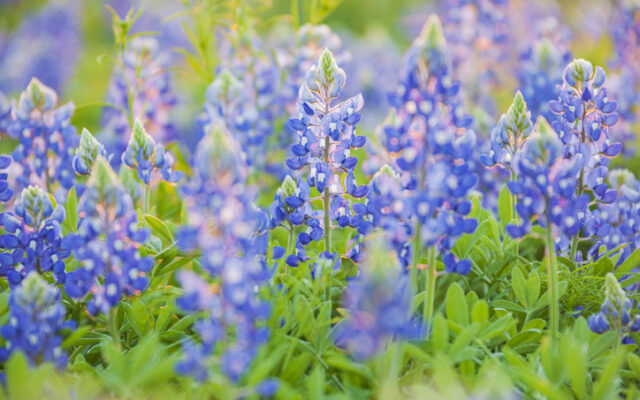 Spring weather for San Antonio, Hill County through weekend
