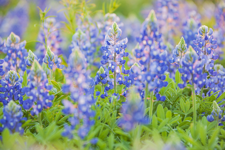 Spring weather for San Antonio, Hill County through weekend