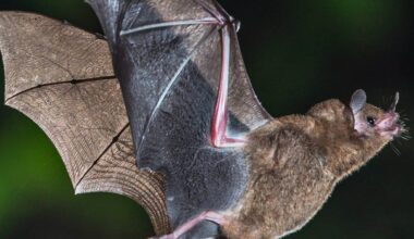 2 bats found in El Paso County test positive for rabies