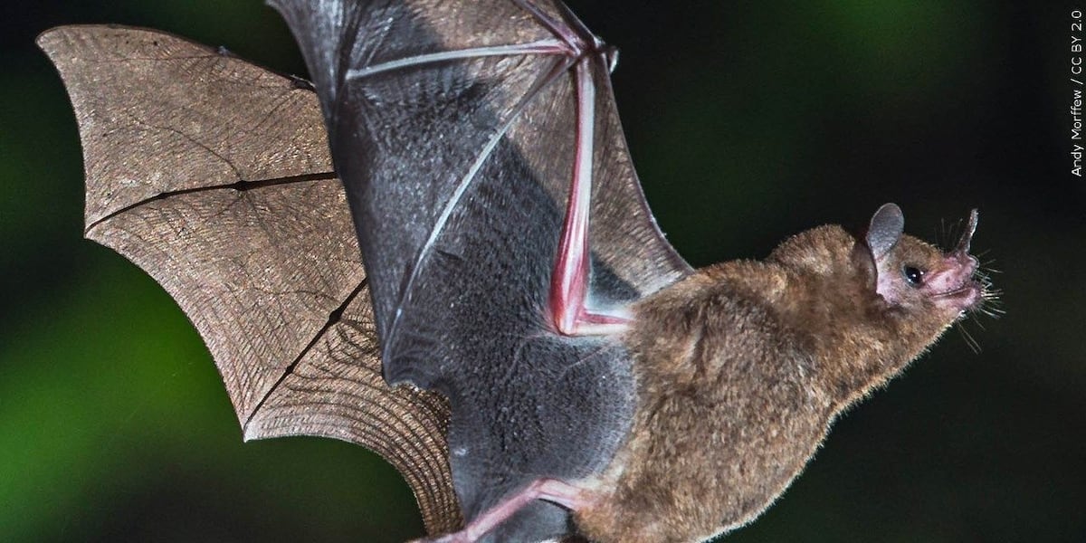 2 bats found in El Paso County test positive for rabies