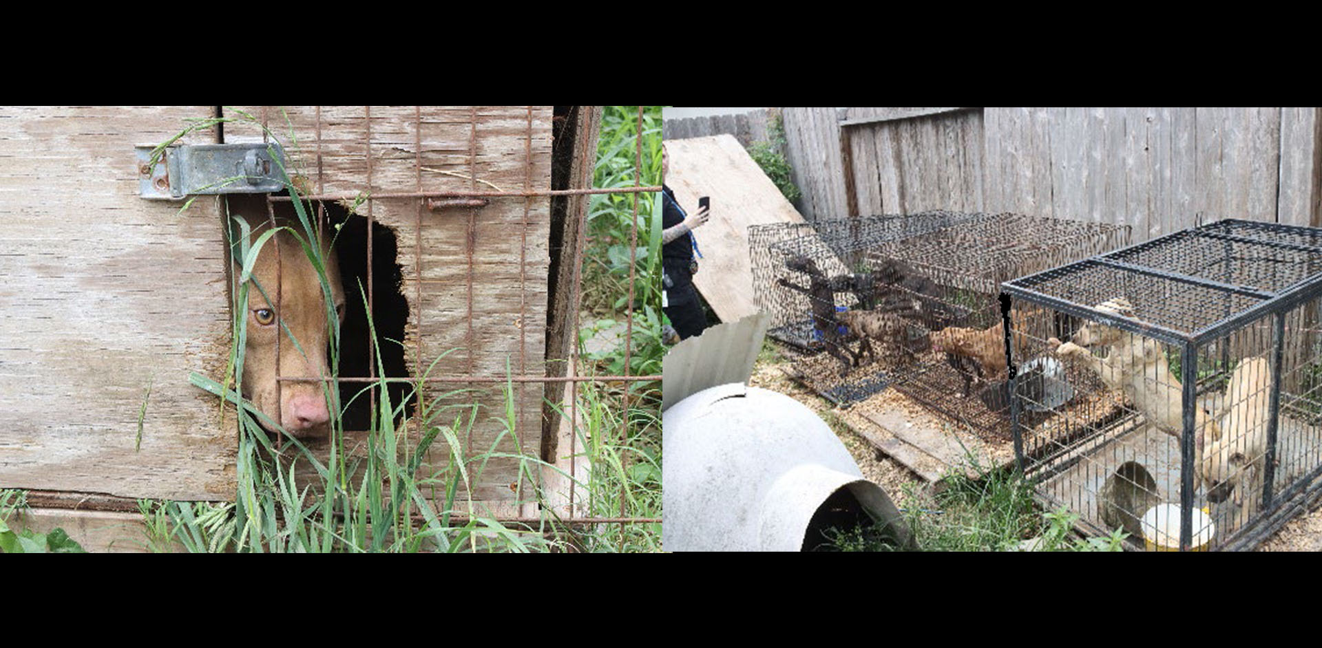 Dogs rescued from an alleged breeding operation in Humble.