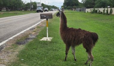 Look: Loose llama wrangled in Texas one day after kangaroo capture