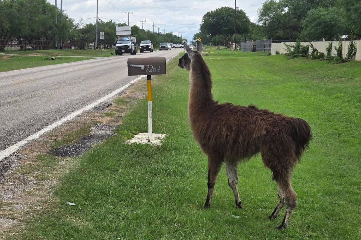 Look: Loose llama wrangled in Texas one day after kangaroo capture