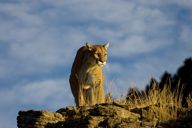 A proposal that would have required mountain lion harvest reporting in Texas was withdrawn from consideration by the Texas Parks and Wildlife Commission after an outcry of opposition toward the mandate. Texas Farm Bureau opposed the proposal, and comments from members helped the Commission reach this decision.