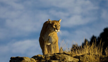 Texas Farm Bureau opposes proposed mountain lion reporting rule Texas Farm Bureau submitted written comments in opposition to a Texas Parks and Wildlife Department rule that would require mandatory harvest reporting for mountain lions in Texas.