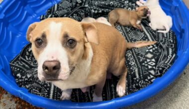 Lubbock animal services seeks medical fosters for nursing dogs, puppies