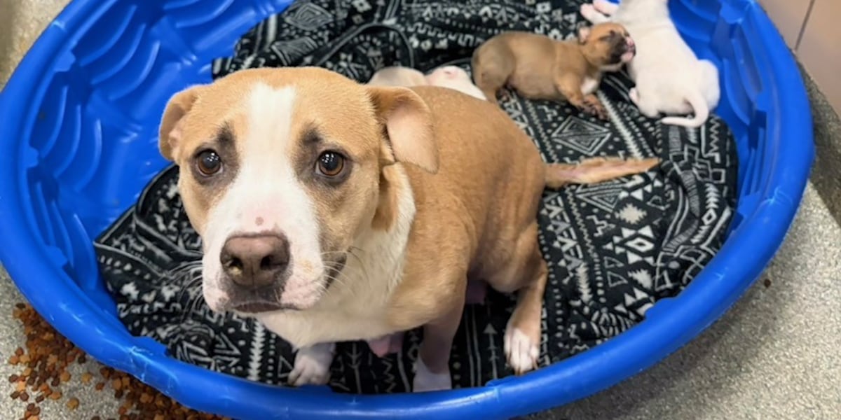 Lubbock animal services seeks medical fosters for nursing dogs, puppies