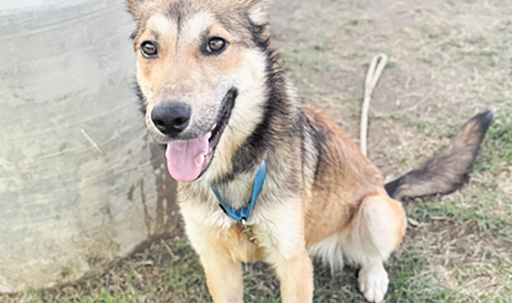 Pet of the week • 05-08-26