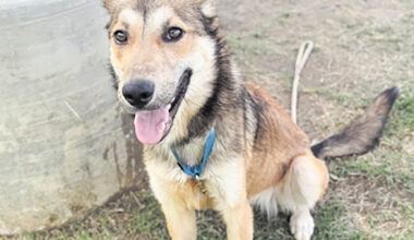 Pet of the week • 05-08-26