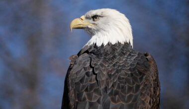 Houston-area man admits to killing bald eagle near Porter home