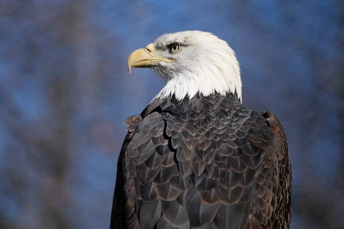 Houston-area man admits to killing bald eagle near Porter home
