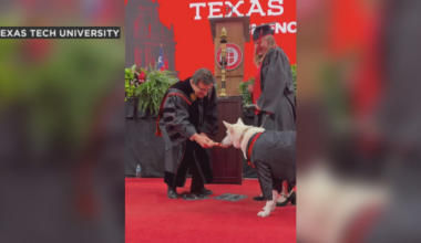 Texas Tech honors service dog with ‘diploma’ in now-viral moment