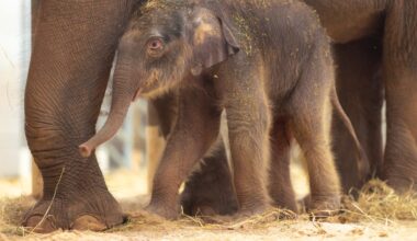 Fort Worth Zoo debuts record-breaking baby elephant – NBC 5 Dallas-Fort Worth