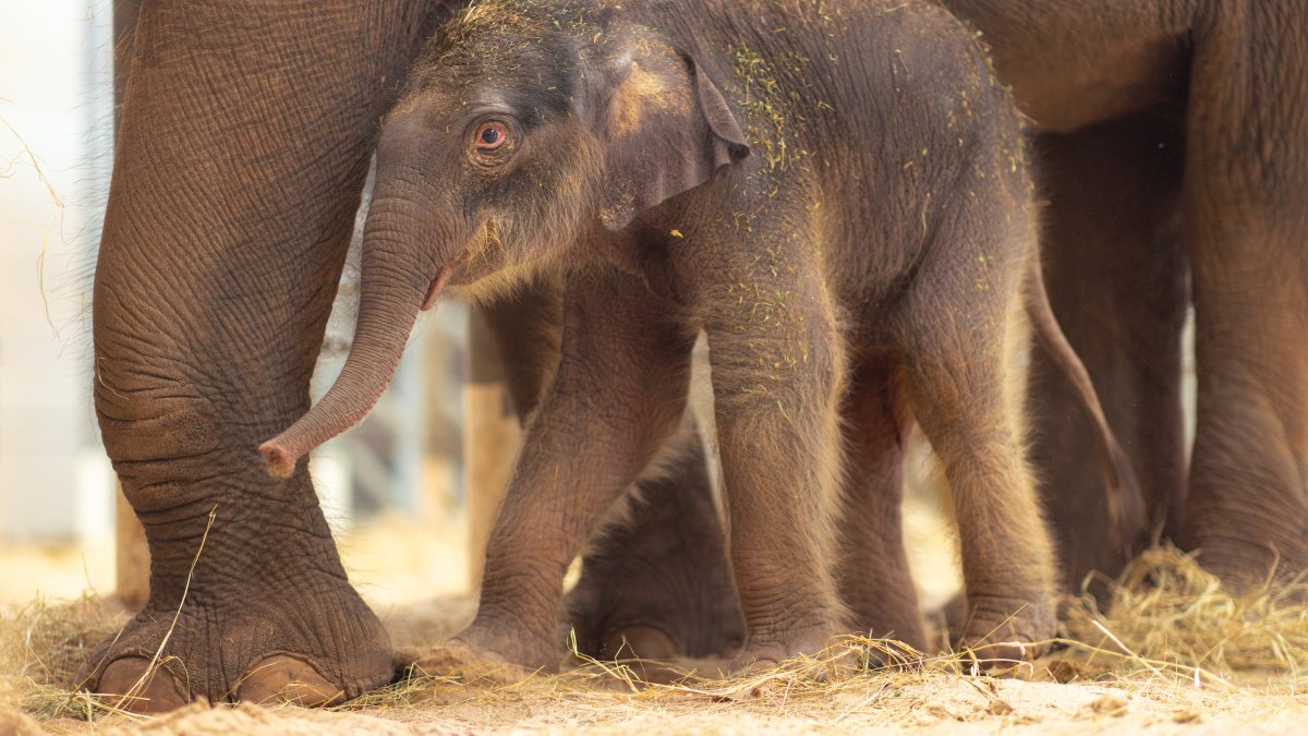 Fort Worth Zoo debuts record-breaking baby elephant – NBC 5 Dallas-Fort Worth