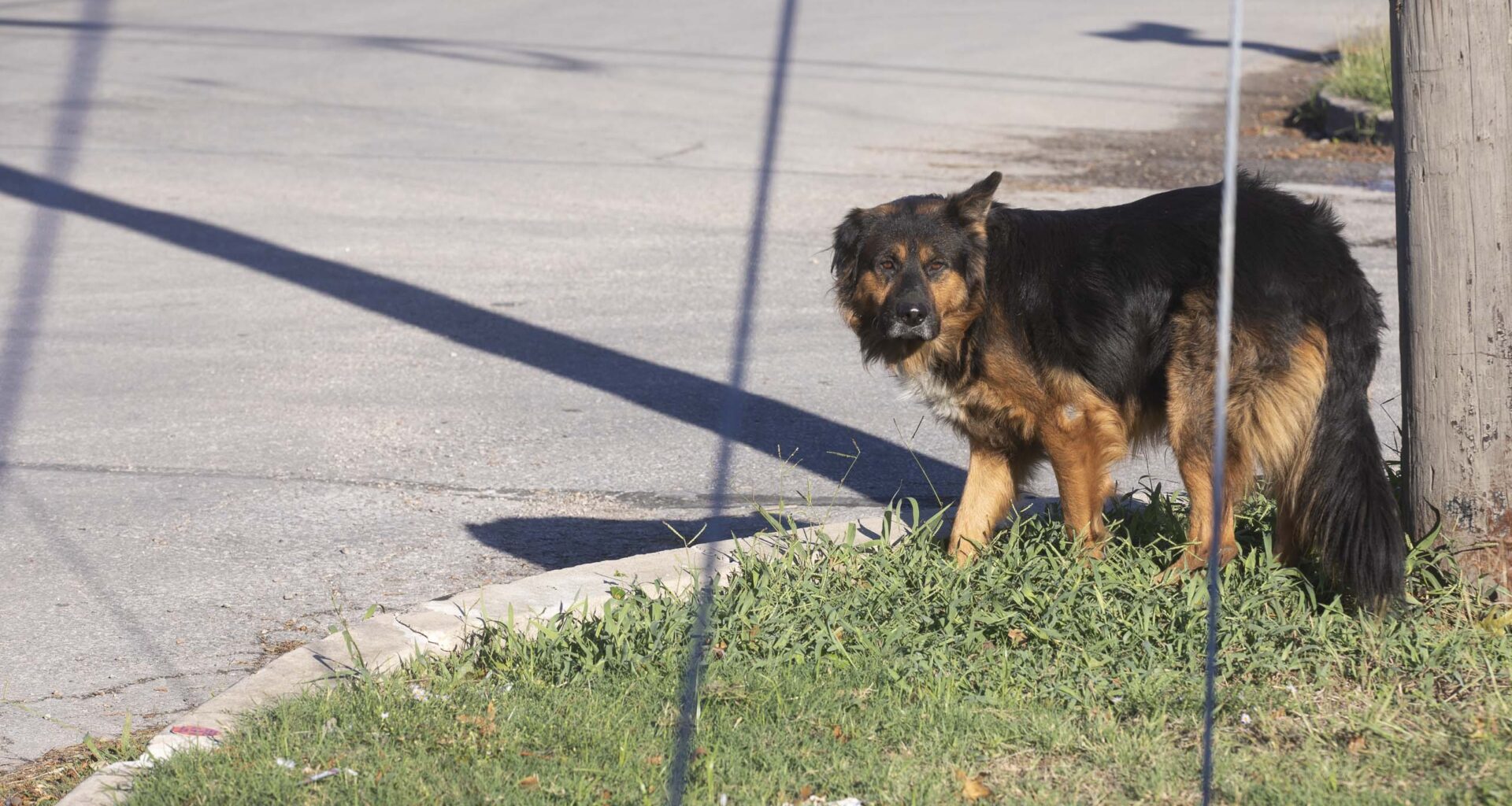 San Antonio’s stray dog problem is improving, according to ACS