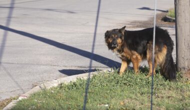 San Antonio’s stray dog problem is improving, according to ACS