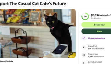 The Casual Cat Cafe asks for community help to stay open