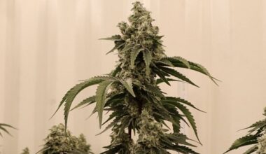Texas marijuana leaders react to medical reclassification