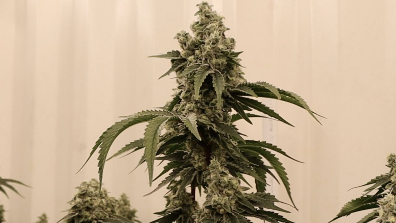 Texas marijuana leaders react to medical reclassification