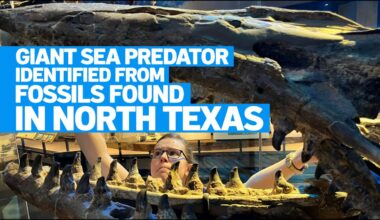 North Texas fossils reveal giant predator dubbed ‘T. rex of the sea’ – NBC 5 Dallas-Fort Worth