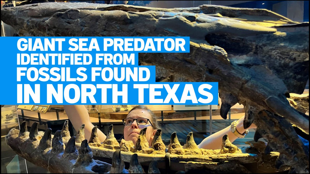 North Texas fossils reveal giant predator dubbed ‘T. rex of the sea’ – NBC 5 Dallas-Fort Worth