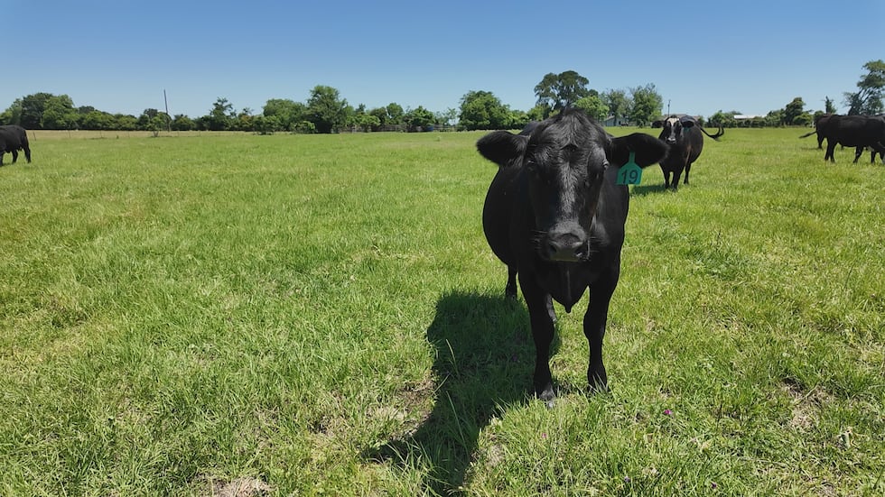 From the ranch to the restaurant, rising beef prices are squeezing every side of the industry
