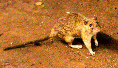 Has Texas seen any Hantavirus cases over the years? Here’s what state records show
