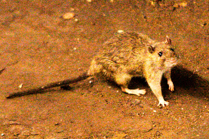 Has Texas seen any Hantavirus cases over the years? Here’s what state records show