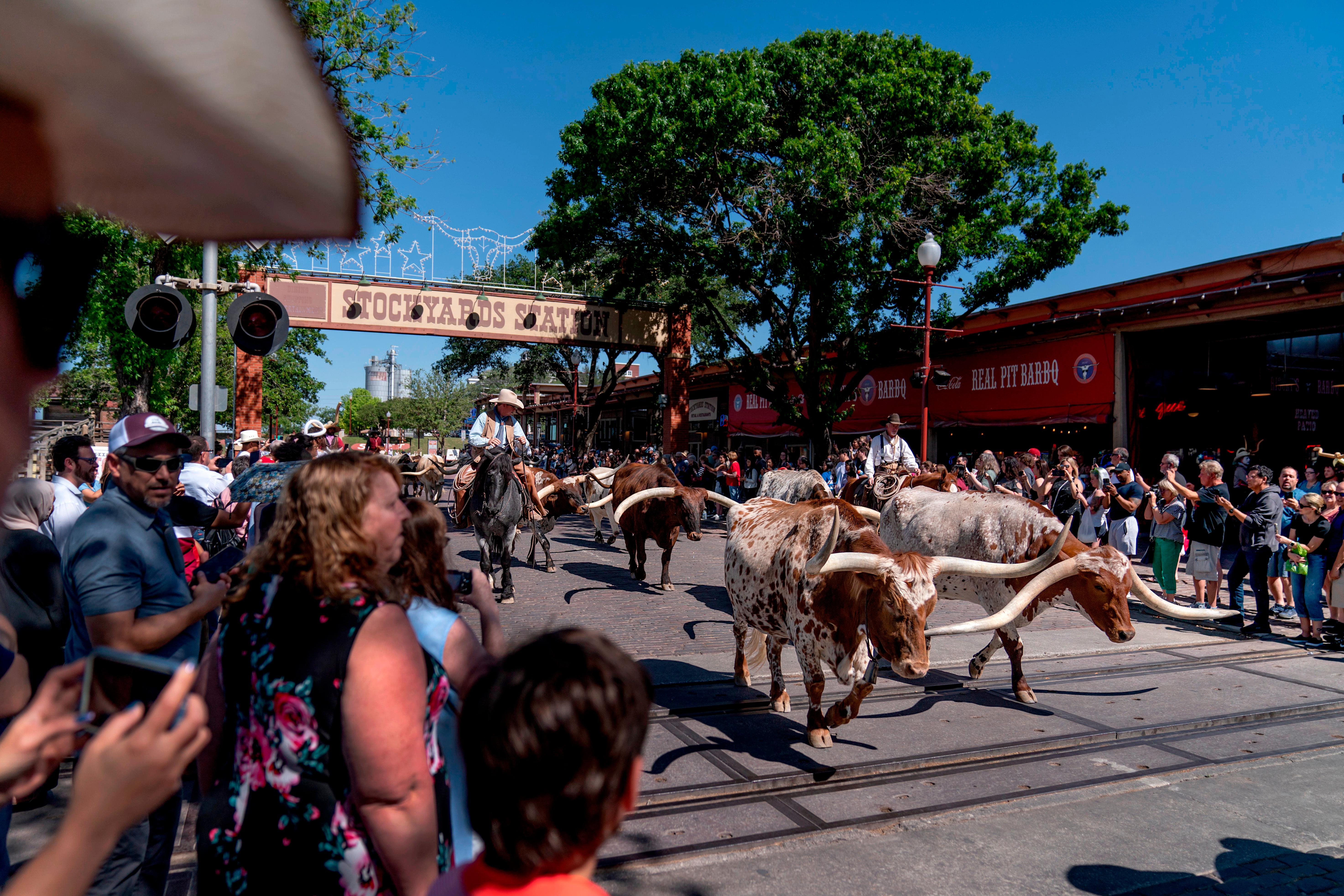 People watch as longhorn steers are moved