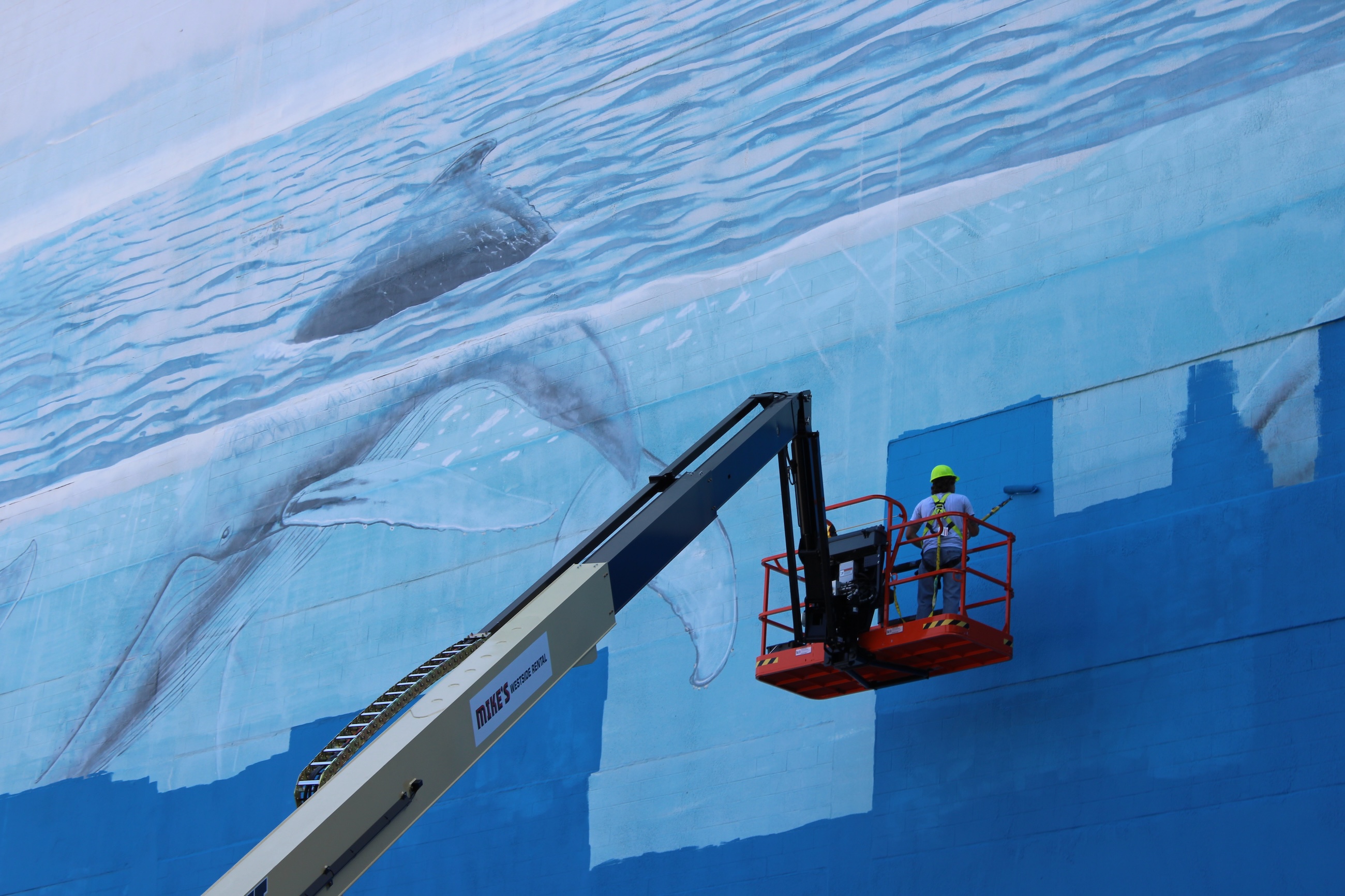 whale wall