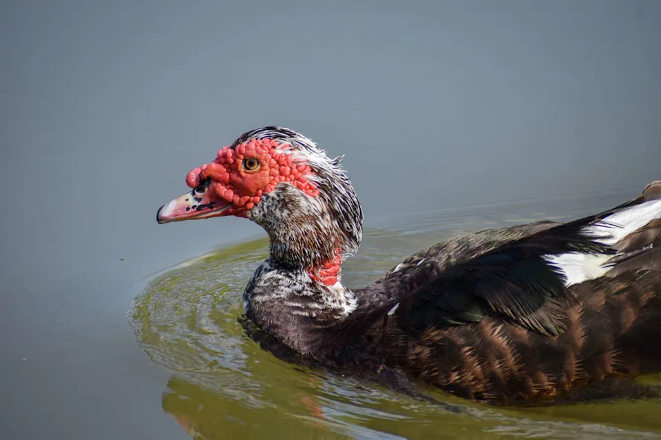 Club officials say the ducks are contributing to water quality issues and damaged across the Richmond-area golf course. (Ariana Garcia)