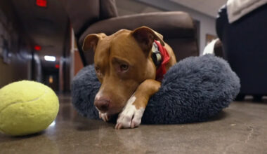 When a Texas man was forced to give up his dog, a fire station gave him a home