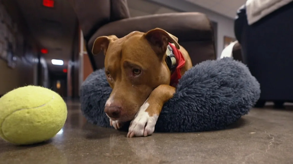 When a Texas man was forced to give up his dog, a fire station gave him a home