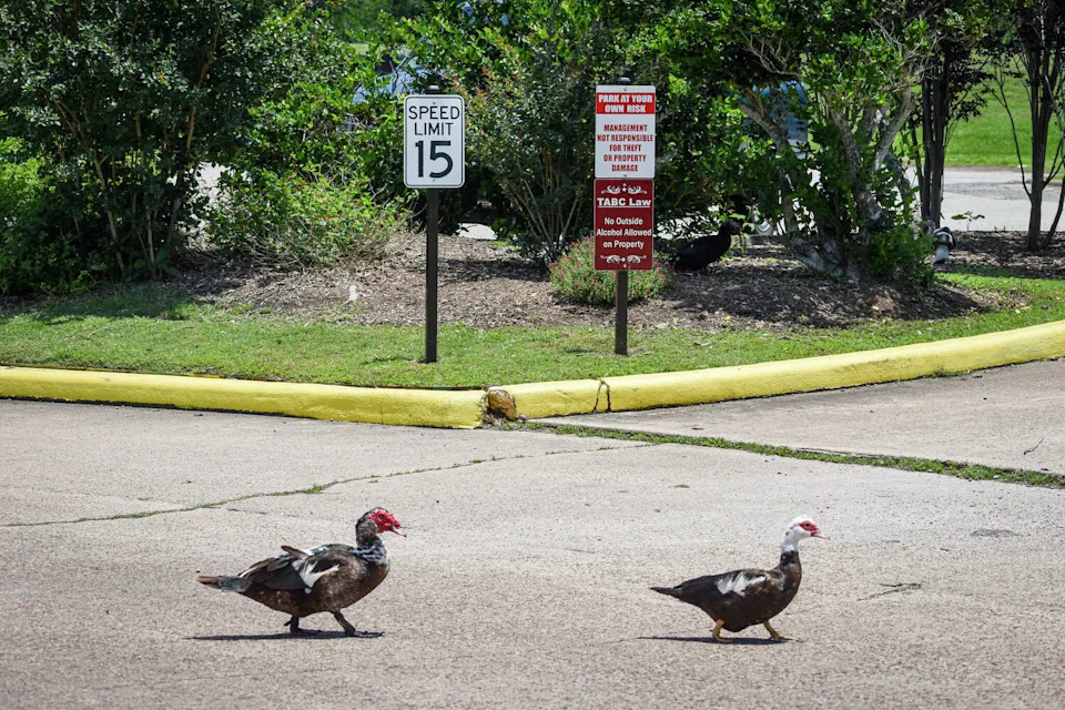 The Club at Pecan Grove says hundreds of invasive ducks have overtaken parts of the Richmond-area golf course and nearby community. (Ariana Garcia)