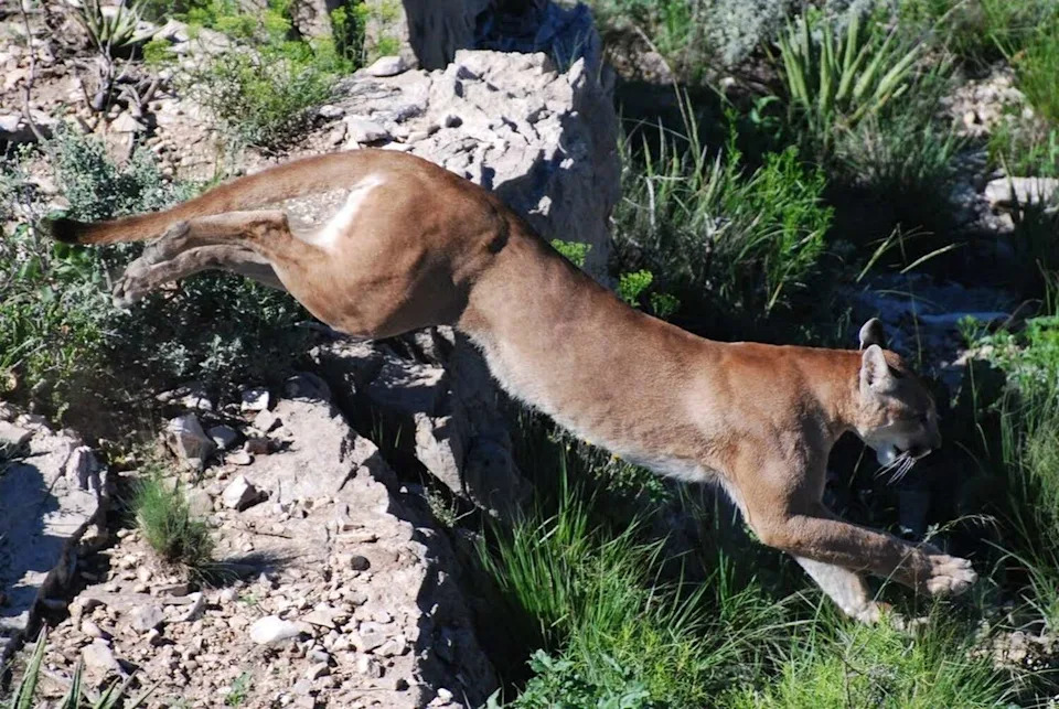 Mountain lions are primarily found in West Texas, South Texas brush country and parts of the Hill Country. (Texas Parks and Wildlife Department)