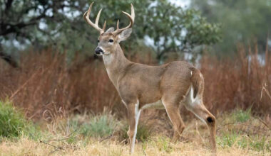 Texas Man Faces Over 70 Charges After Allegedly Poaching 13 White-Tailed Bucks Across 3 Counties
