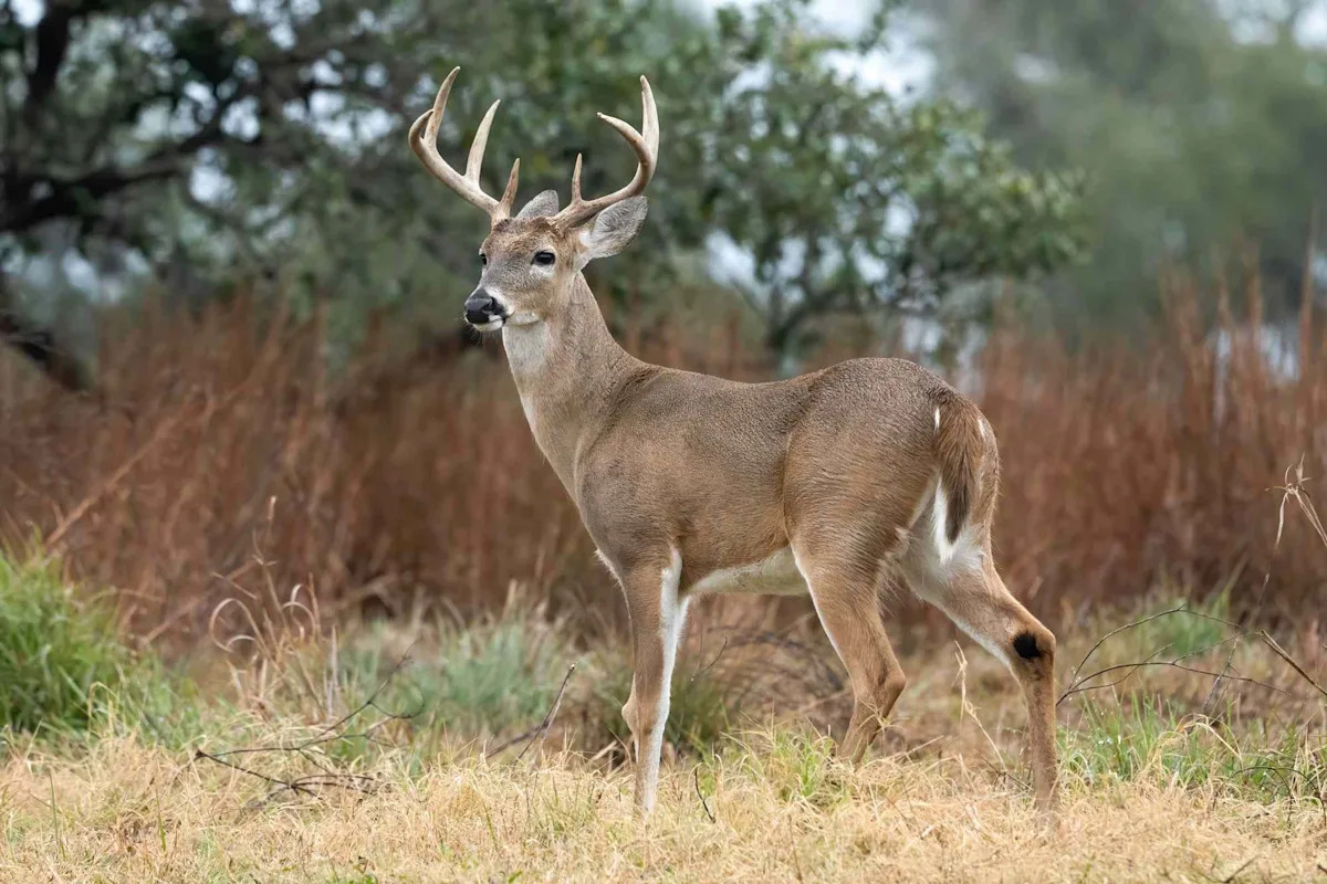Texas Man Faces Over 70 Charges After Allegedly Poaching 13 White-Tailed Bucks Across 3 Counties