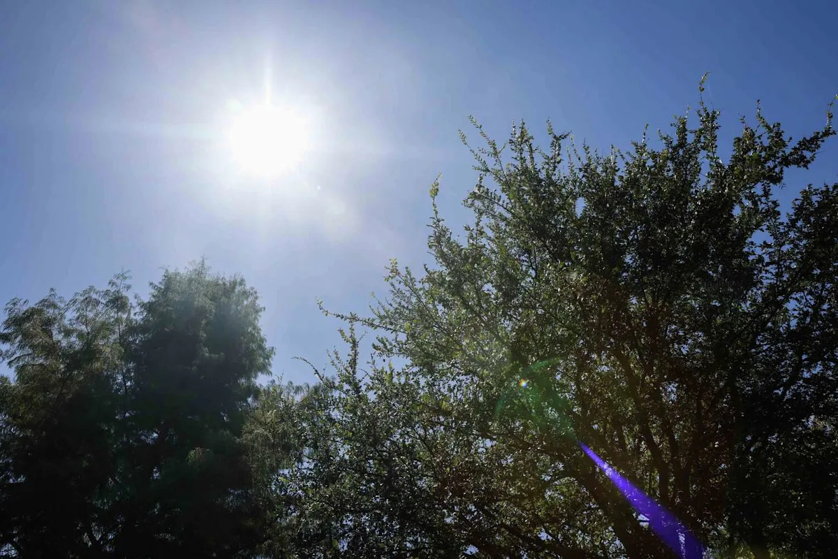 How to help your pet beat Dallas-Fort Worth's heat this summer