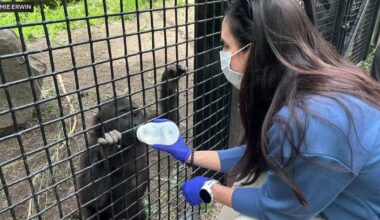 Two years after historic C-section, Texas OB-GYN reunites with the baby gorilla she brought into the world