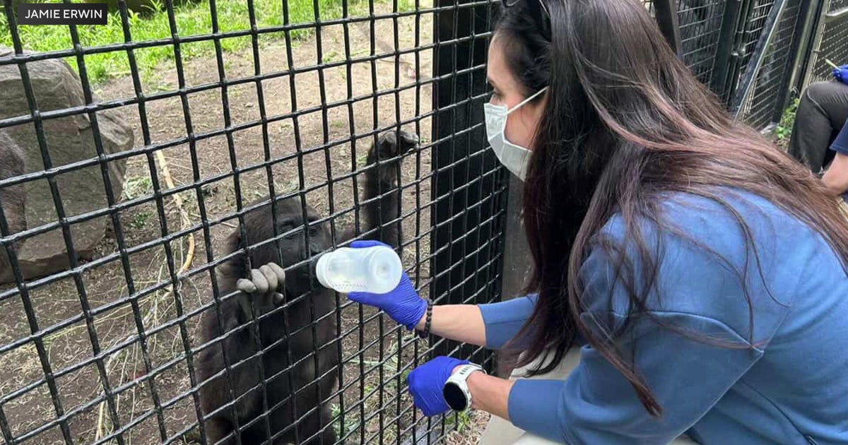 Two years after historic C-section, Texas OB-GYN reunites with the baby gorilla she brought into the world