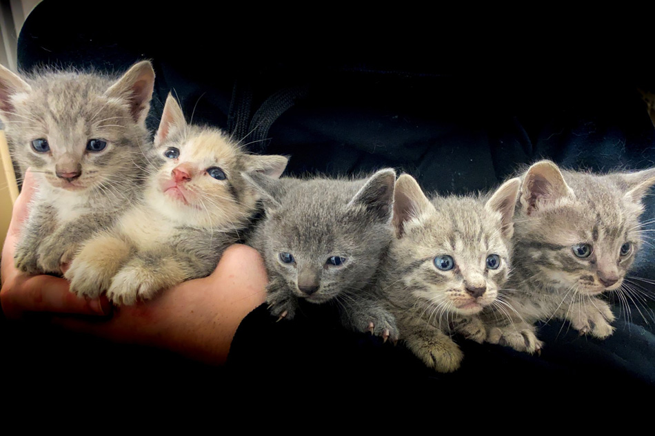 photos of a 5 kittens in person's arms
