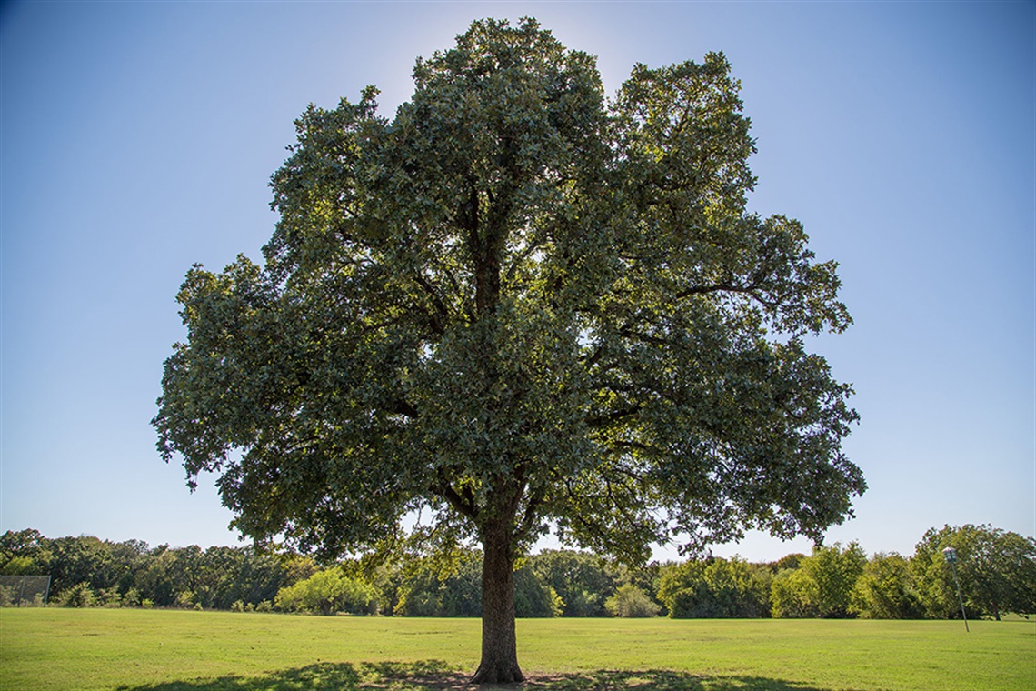 Large tree in a field