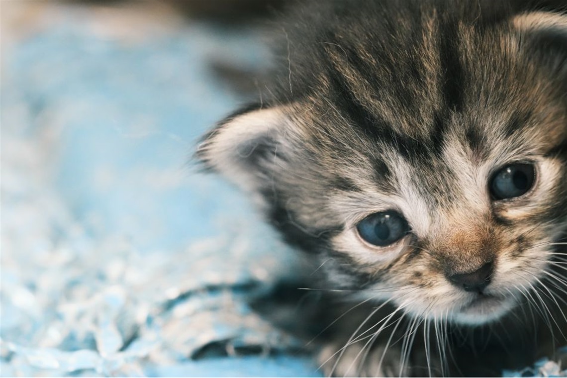 Close up of a newborn kitten on a blue blanket