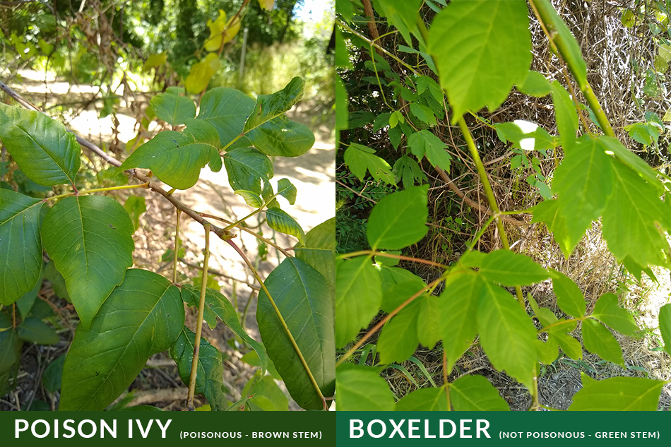 Poison ivy and Boxelder plants comparison