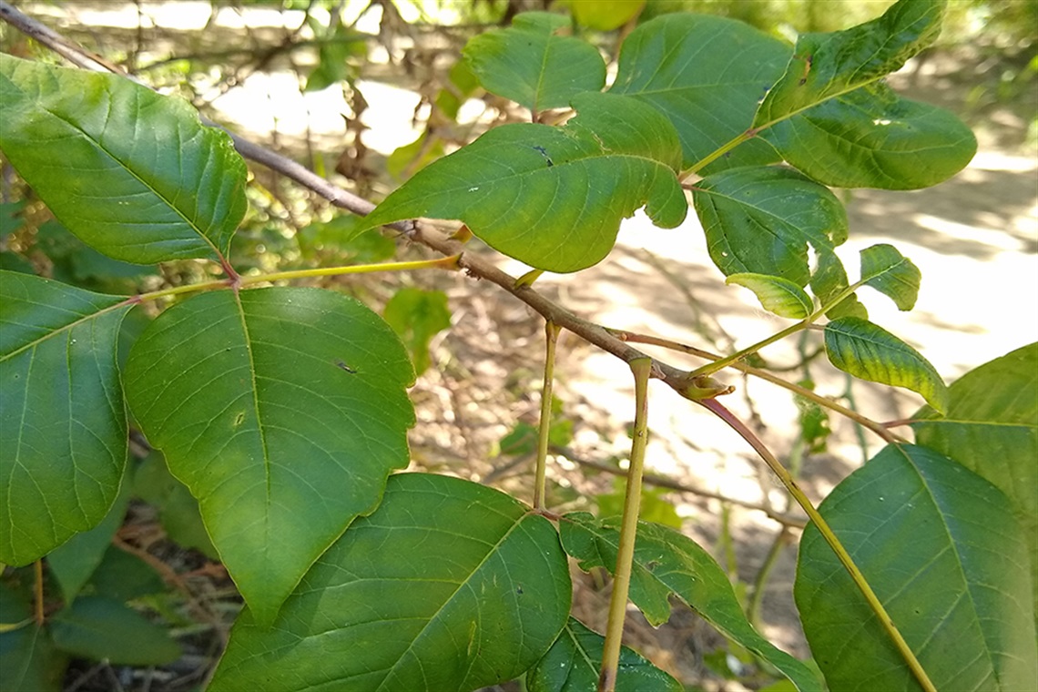 Poison ivy plant