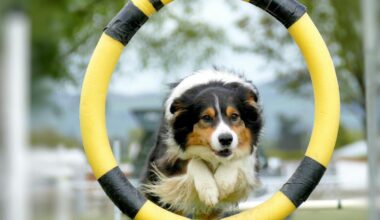 Puppy Pals Live Show Brings Joy To The Buddy Holly Hall