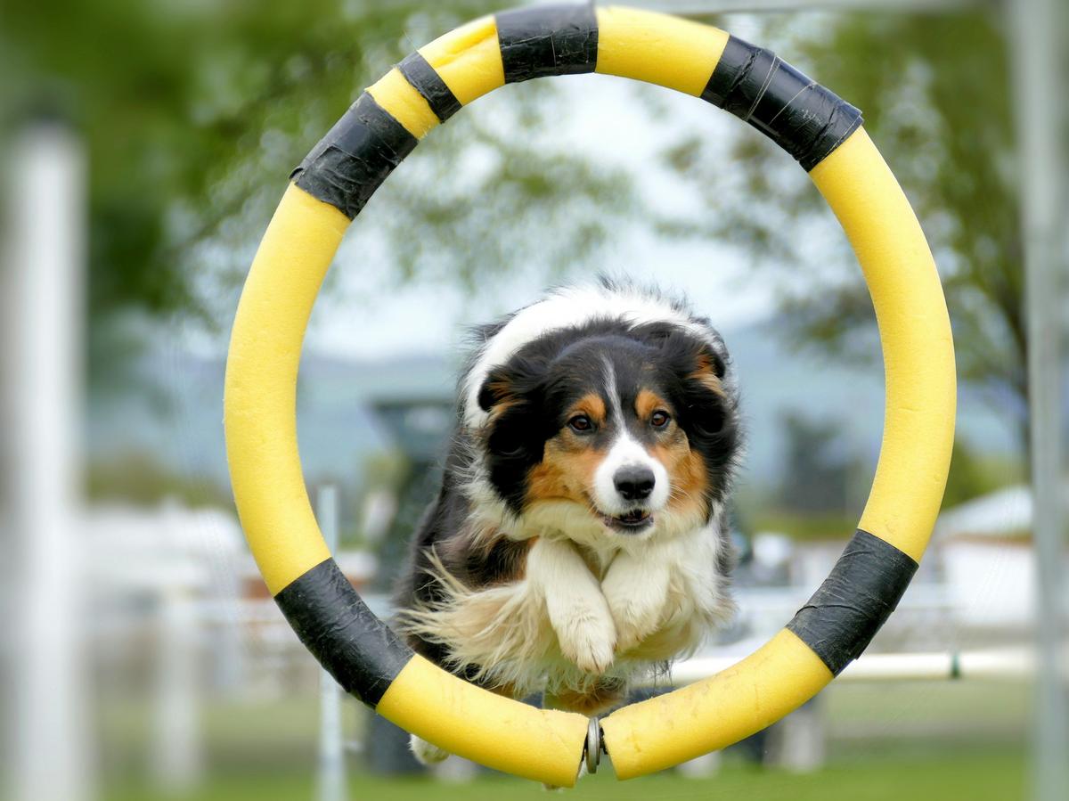 Puppy Pals Live Show Brings Joy To The Buddy Holly Hall