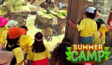 Guide: Affordable Summer Camps Available in El Paso