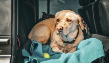 How Transport Programs Help Lubbock's Overcrowded Animal Shelters